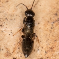 Unidentified Wasp (Hymenoptera, Apocrita) at Fraser, ACT - 24 Jul 2024 by kasiaaus
