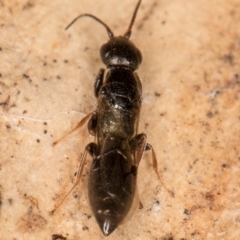 Bethylidae (family) (Bethylid wasp) at Fraser, ACT - 24 Jul 2024 by kasiaaus