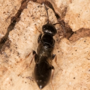 Bethylidae (family) at Fraser, ACT - 24 Jul 2024 02:14 PM