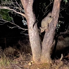 Trichosurus vulpecula (Common Brushtail Possum) at Lower Borough, NSW - 22 Jul 2024 by mcleana