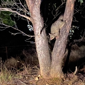 Trichosurus vulpecula at Lower Borough, NSW - 23 Jul 2024