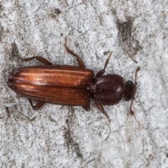 Ascetoderes sp. (genus) (Teredid beetle) at Melba, ACT - 24 Jul 2024 by kasiaaus