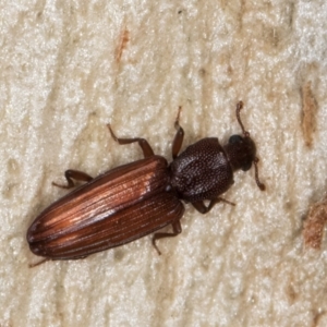 Ascetoderes sp. (genus) at Melba, ACT - 24 Jul 2024 02:18 PM