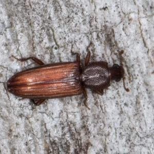 Ascetoderes sp. (genus) at Melba, ACT - 24 Jul 2024 02:18 PM