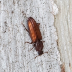 Ascetoderes sp. (genus) at Melba, ACT - 24 Jul 2024 02:18 PM