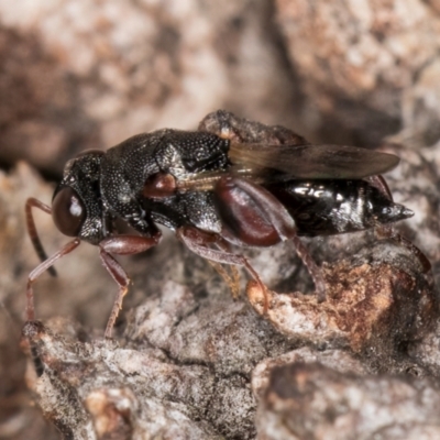 Unidentified Other wasp at Fraser, ACT - 24 Jul 2024 by kasiaaus