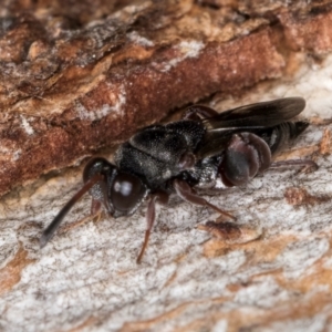 Antrocephalus sp. at Fraser, ACT - 24 Jul 2024