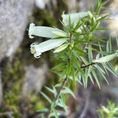 Epacris calvertiana var. calvertiana at Bulee, NSW - 24 Jul 2024 by JaneR