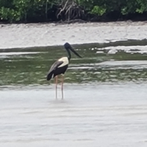 Ephippiorhynchus asiaticus at Mission River, QLD - 25 Jul 2024