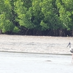 Ephippiorhynchus asiaticus at Mission River, QLD - suppressed