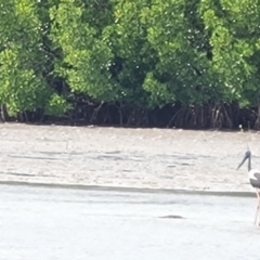 Ephippiorhynchus asiaticus at Mission River, QLD - 25 Jul 2024