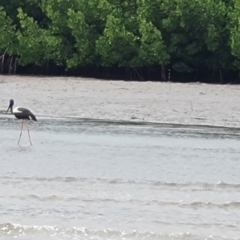 Ephippiorhynchus asiaticus at Mission River, QLD - 25 Jul 2024