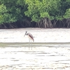 Ephippiorhynchus asiaticus at Mission River, QLD - 25 Jul 2024