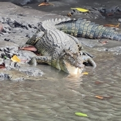 Crocodylus porosus (Saltwater Crocodile, Estuarine Crocodile) at Mission River, QLD - 25 Jul 2024 by Mike