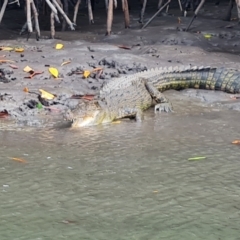 Crocodylus porosus at Mission River, QLD - 25 Jul 2024 12:02 PM