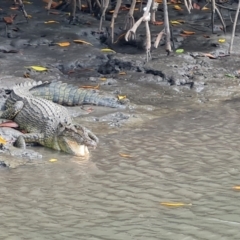 Crocodylus porosus at Mission River, QLD - 25 Jul 2024