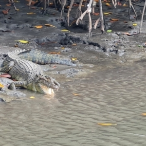 Crocodylus porosus at Mission River, QLD - 25 Jul 2024 12:02 PM