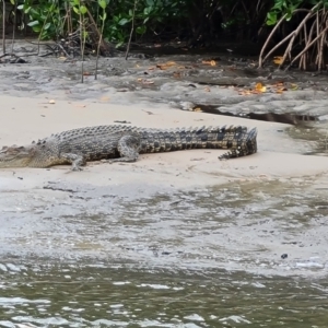 Crocodylus porosus at Mission River, QLD - 25 Jul 2024