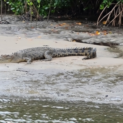 Crocodylus porosus at Mission River, QLD - 25 Jul 2024 by Mike