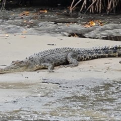 Crocodylus porosus at Mission River, QLD - 25 Jul 2024 11:24 AM