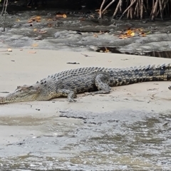 Crocodylus porosus at Mission River, QLD - 25 Jul 2024