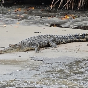 Crocodylus porosus at Mission River, QLD - 25 Jul 2024