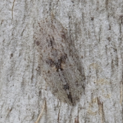 Ledromorpha planirostris (A leafhopper) at Fraser, ACT - 24 Jul 2024 by kasiaaus