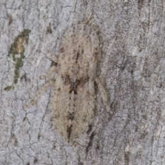 Ledromorpha planirostris at Fraser, ACT - 24 Jul 2024 02:34 PM