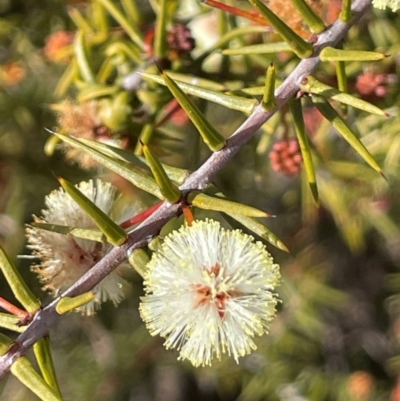 Acacia ulicifolia (Prickly Moses) at Sassafras, NSW - 24 Jul 2024 by JaneR