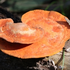 Trametes coccinea at Mogo, NSW - 24 Jul 2024