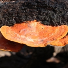 Trametes coccinea at Mogo, NSW - 24 Jul 2024 12:59 PM