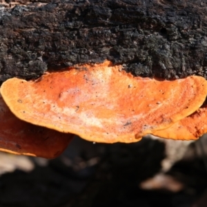 Trametes coccinea at Mogo, NSW - 24 Jul 2024