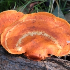 Trametes coccinea at Mogo, NSW - 24 Jul 2024