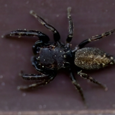 Sondra sp. (genus) at Florey, ACT - 3 Sep 2023 by KorinneM