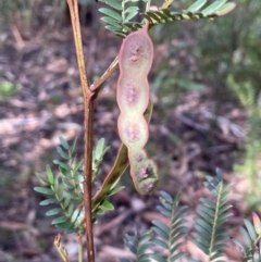 Acacia terminalis (Sunshine Wattle) at Bulee, NSW - 24 Jul 2024 by JaneR