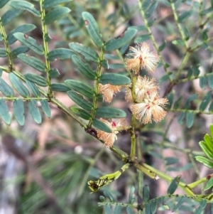 Acacia terminalis at Bulee, NSW - 24 Jul 2024