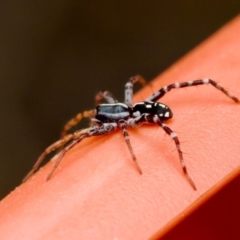 Nyssus coloripes (Spotted Ground Swift Spider) at Florey, ACT - 27 Aug 2023 by KorinneM