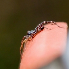 Nyssus coloripes at Florey, ACT - 27 Aug 2023