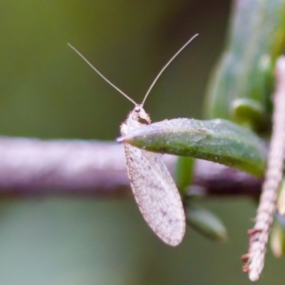 Micromus tasmaniae at Florey, ACT - 27 Aug 2023 by KorinneM