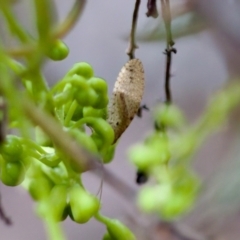 Unidentified at suppressed - 27 Aug 2023