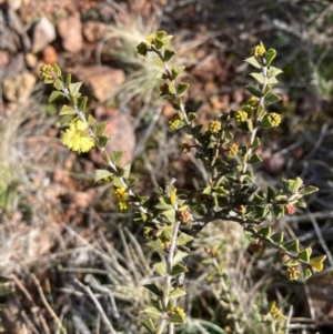 Acacia gunnii at Campbell, ACT - 25 Jul 2024