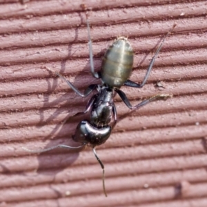 Camponotus aeneopilosus at Florey, ACT - 27 Aug 2023