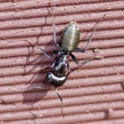 Camponotus aeneopilosus (A Golden-tailed sugar ant) at Florey, ACT - 27 Aug 2023 by KorinneM