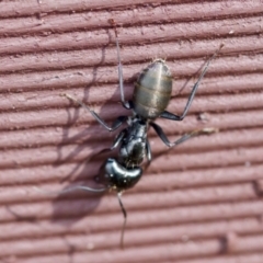 Camponotus aeneopilosus at Florey, ACT - 27 Aug 2023