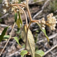 Pomaderris andromedifolia (Yellow Pomaderris) at Sassafras, NSW - 24 Jul 2024 by JaneR