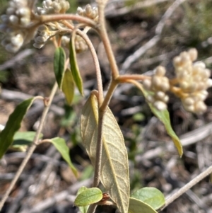 Pomaderris andromedifolia at Sassafras, NSW - 24 Jul 2024