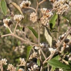 Pomaderris andromedifolia at Sassafras, NSW - 24 Jul 2024