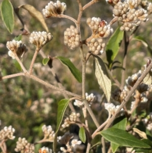 Pomaderris andromedifolia at Sassafras, NSW - 24 Jul 2024 11:05 AM