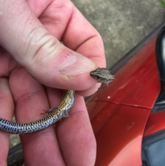 Hemiergis decresiensis continentis (Southern Earless Skink) at Ingle Farm, SA - 25 Jul 2024 by FeralGhostbat