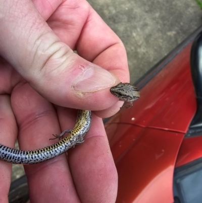 Unidentified Skink at Ingle Farm, SA - 25 Jul 2024 by FeralGhostbat